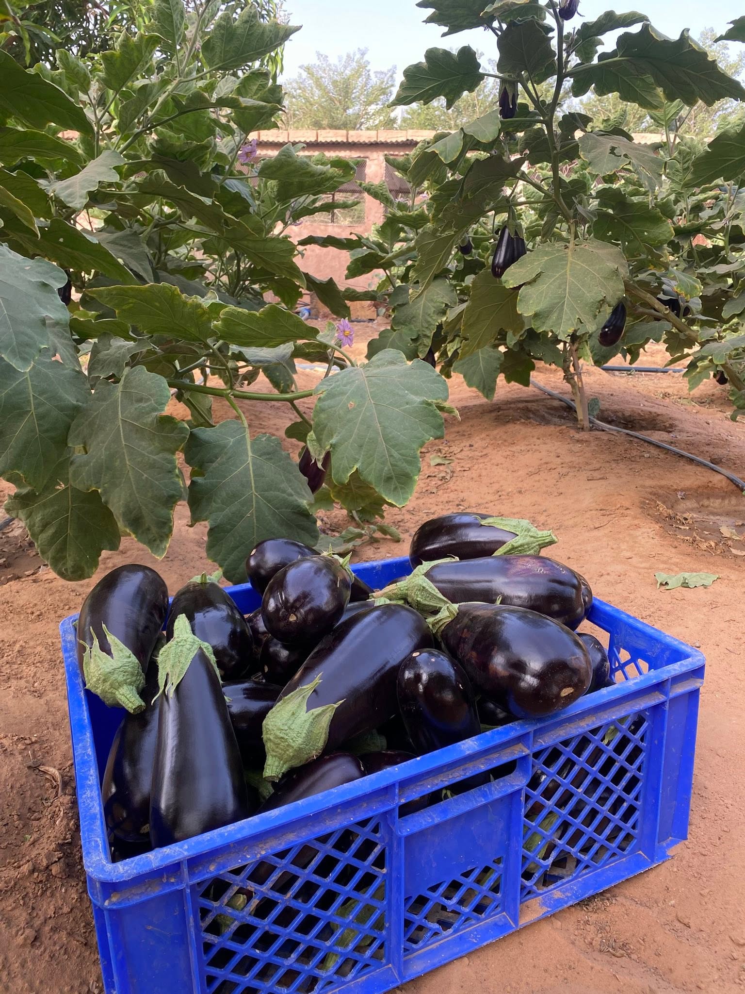 Agriculture & Aquaculture